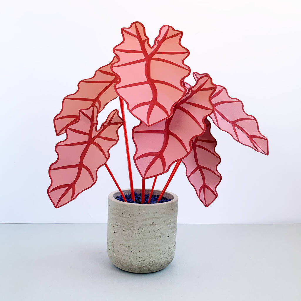 Pink Elephant Ear Plant By Brazen Botany | notonthehighstreet.com