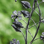Grey Botanical Hanging Bird Feeder, thumbnail 4 of 7