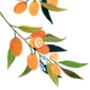 Kumquat Art Print, thumbnail 5 of 5