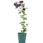 Clematis Warszawska Nike – Purple Climbing Blooms 3 L, thumbnail 2 of 5
