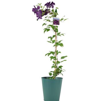 Clematis Warszawska Nike – Purple Climbing Blooms 3 L, 2 of 5