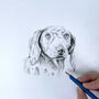 Personalised Pet Portrait Drawing, thumbnail 11 of 11