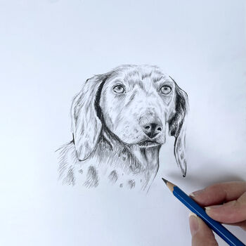 Personalised Pet Portrait Drawing, 11 of 11