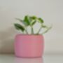 Vibrant Pot For Houseplants, Smooth Curve Design, thumbnail 4 of 11