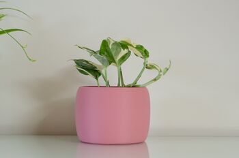 Vibrant Pot For Houseplants, Smooth Curve Design, 4 of 11