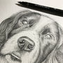 Personalised Pet Portrait Illustration, thumbnail 5 of 8