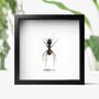 Giant Soldier Ant Insect Bug Entomology Taxidermy Box Frame, thumbnail 1 of 3