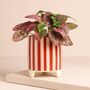 Candy Cane Striped Mini Planter, thumbnail 6 of 7