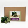 Needle Felting Kit Tortoise, thumbnail 5 of 10