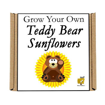 Gardening Gift. Grow Your Own Teddy Bear Sunflower Kit, 5 of 5