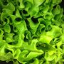 Lettuce 'Cut And Come Again' Eight X Plug Pack, thumbnail 2 of 5