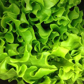 Lettuce 'Cut And Come Again' Eight X Plug Pack, 2 of 5