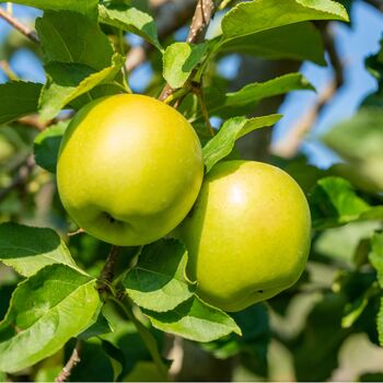 Fruit Trees Apple 'Golden Delicious' One X 10 L Pot, 5 of 5