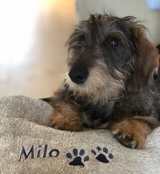 Personalised Dog Towel, 2 of 3