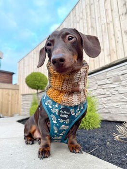 Rainbows In The Forest Dog Harness Sea Green, 9 of 12