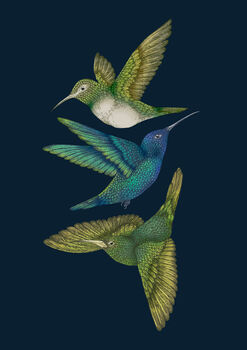 'Antique Hummingbirds Iii Indigo' Fine Art Print, 4 of 5