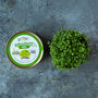 Grow Your Own Microgreens Teeny Greeny Micrology® Kit, thumbnail 7 of 10