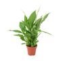 Peace Lily Plant In 12cm Pot – Elegant Indoor Flower, thumbnail 3 of 6