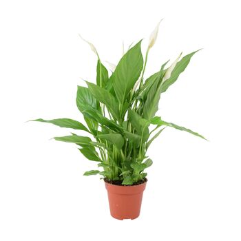 Peace Lily Plant In 12cm Pot – Elegant Indoor Flower, 3 of 6