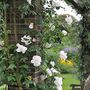 Climbing Rose Plant Rose 'Madame Alfred Carriere', thumbnail 3 of 5