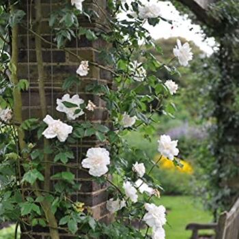 Climbing Rose Plant Rose 'Madame Alfred Carriere', 3 of 5