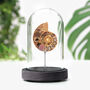 Madagascan Ammonite Real Authentic Dinosaur Fossil Bell Jar, thumbnail 1 of 5