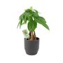 Pachira Money Tree With Braided Trunk – 12cm Pot, thumbnail 4 of 12
