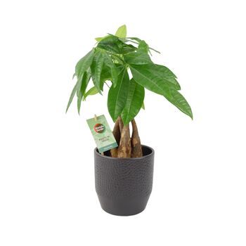 Pachira Money Tree With Braided Trunk – 12cm Pot, 4 of 12