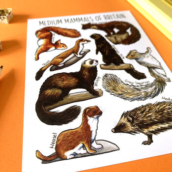 Medium Mammals Of Britain Watercolour Postcard, 7 of 11