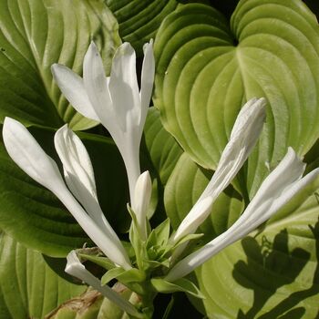 Hosta 'Royal Standard' One X Plant In A One Litre Pot, 2 of 5