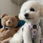 Rusty Bear Dog Harness, thumbnail 6 of 11