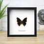 Demon Charaxes Insect Bug Moth Butterfly Box Frame Entomology Taxidermy Interior Design Modern Home Decor Wall Hanging Display Gift Ornament, thumbnail 1 of 3