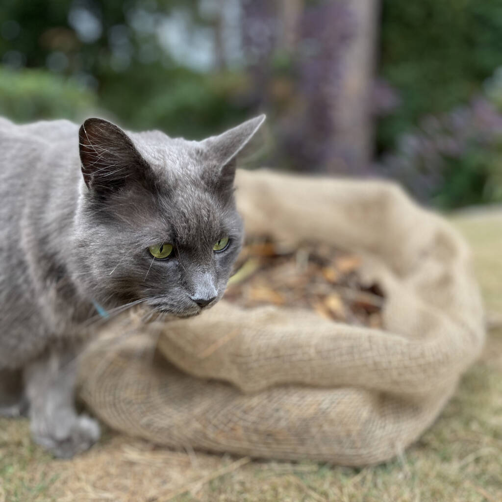 Compostable Leaf Sacks Pack Of 10 By Garden Selections