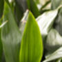 Houseplant Aspidistra 'Cast Iron Plant' In 15cm Pot, thumbnail 2 of 2