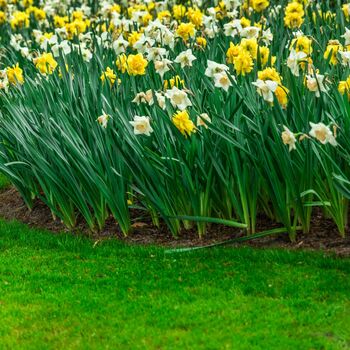 Daffodil 'Naturalizing Mix' Six X Premium Spring Bulbs, 2 of 5