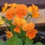Pansy Plants Delta 'Halloween Mix', thumbnail 2 of 4