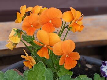 Pansy Plants Delta 'Halloween Mix', 2 of 4