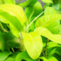 Houseplant Philodendron Lemon Lime Full Plant 13cm Pot, thumbnail 2 of 5