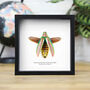 Metallic Jewel Beetle Insect Bug Entomology Taxidermy Box Frame, thumbnail 1 of 3