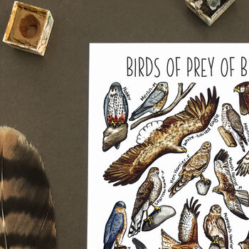 Birds Of Prey Of Britain Watercolour Postcard, 3 of 8