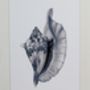 Limited Edition Conch Shell Giclee Print, thumbnail 5 of 5