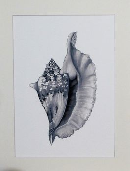 Limited Edition Conch Shell Giclee Print, 5 of 5