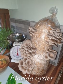 Oyster Mushroom Straw Log Kit Premium Gift Edition, 4 of 9