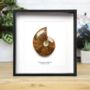 Cleoniceras Ammonite Box Frame Real Authentic Jurassic Dinosaur Fossil Museum Quality Natural History Interior Design Home Decor Display Gift Ornament, thumbnail 1 of 5