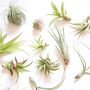 Air Plant Varieties Plant Gift For Plant Lover, thumbnail 1 of 12