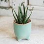 Plant Your Own Aloe Mini House Plant Gift, thumbnail 3 of 7