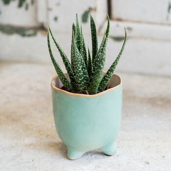 Plant Your Own Aloe Mini House Plant Gift, 3 of 7