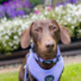 Pastel Purple Cord Dog Harness, thumbnail 4 of 6