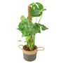Monstera Deliciosa With Mosspole Indoor House Plant, thumbnail 3 of 5