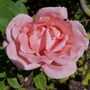 Rose Plants, Hybrid Tea 'Blessings', Full Plants In Five Litre Pots, thumbnail 4 of 4